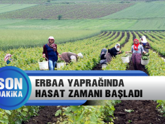 Erbaa Narince Bağ Yaprağında Hasat Zamanı