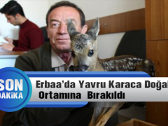 Yavru Karaca Doğal Ortamına Bırakıldı