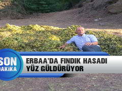 Erbaa’da Fındık Hasadı  Yüz Güldürüyor
