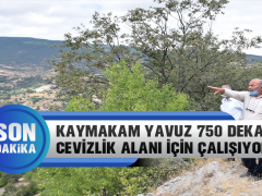 Reşadiye Kaymakamı Yavuz Ceviz Fidanı Projesi İçin Yer Arayışında