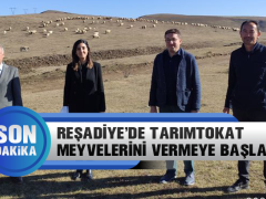 Reşadiye’de TarımTokat Meyvelerini Vermeye Başladı