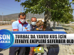 Turhal’da Yavru Kuş İçin İtfaiye Seferber Oldu