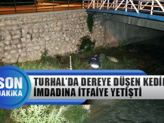 Turhal’da Çivril Deresine Düşen Kedinin İmdadına İtfaiye Yetişti